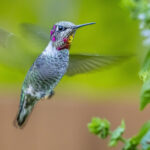 Amazon'da Sinek Kuşları İçin Harika Güneş Enerjili Kuş Banyosu Çeşmesi Var