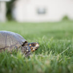Bahçenizde Yuva Yapan Bir Kaplumbağa Bulursanız Ne Yapmalısınız?