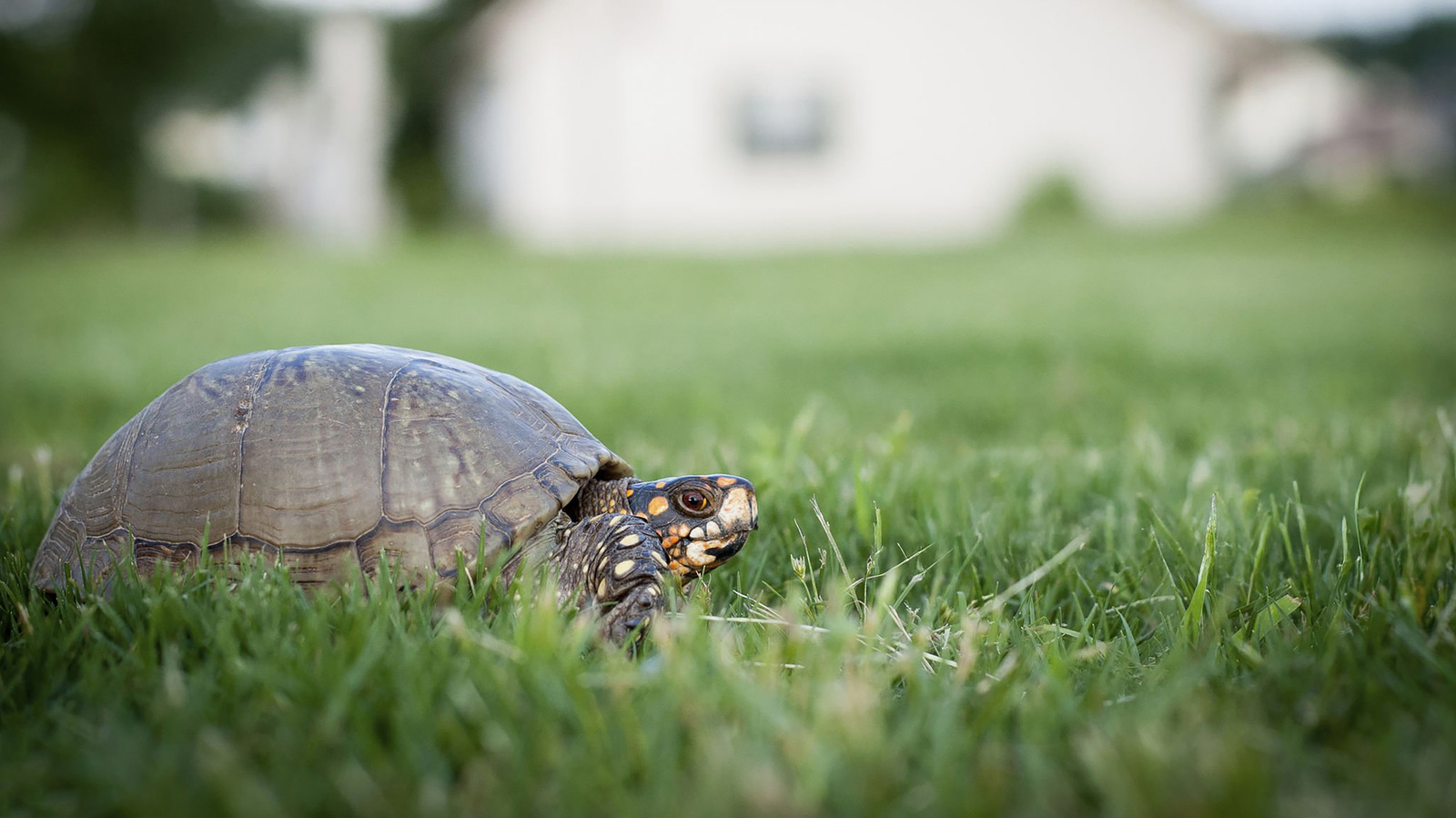 Bahçenizde Yuva Yapan Bir Kaplumbağa Bulursanız Ne Yapmalısınız?
