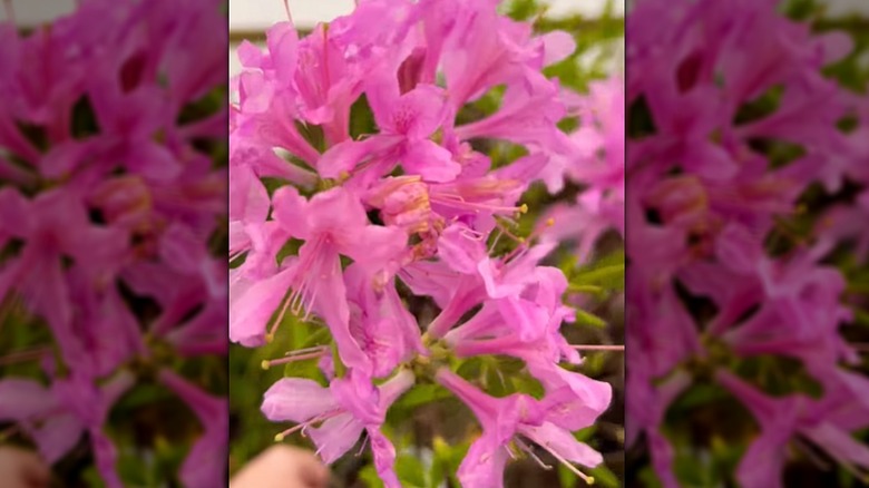 Azalea 'Orkide Işıkları'nın çiçeklerinin yakından görünümü