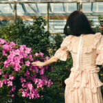 Renkli Çiçekler İçin Saksıda Yetiştirebileceğiniz Kompakt Açelya Çeşitleri