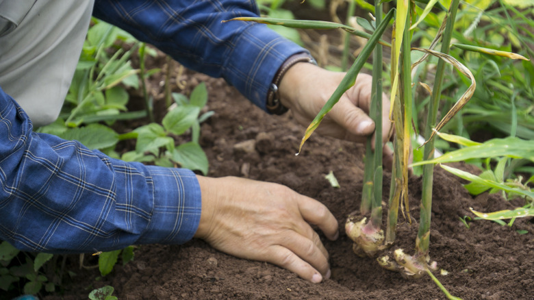 Bahçedeki zencefil bitkisi