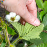 Dayanamayacakları Bir Yardımcı Bitki İle Yaprak Bitlerini Bahçenizden Uzak Tutun