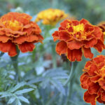 Geleneksel Kadife Çiçeklerini Bahçenizi Öne Çıkaracak Bir Çeşitlilikle Değiştirin