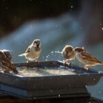 Kuş Banyosu Temizleme Rutininiz Neden Tüylü Ziyaretçilerinize Zarar Veriyor Olabilir?