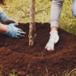 Kuşlar ve Tozlayıcılar İçin Oldukça Çekici Olan Güzel Mor Çiçekleri Olan Küçük Ağaç