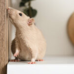 Evinizde Fare Dışkıları Bulunursa Ne Yapmalısınız?