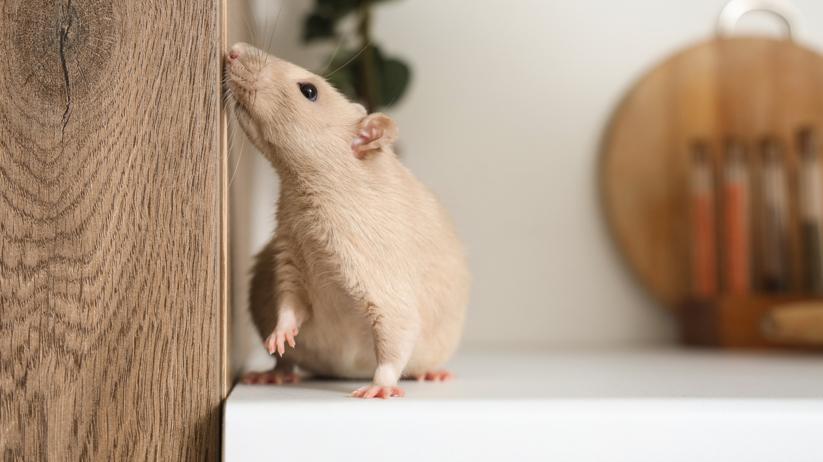 Evinizde Fare Dışkıları Bulunursa Ne Yapmalısınız?