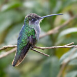 Amazon'un Sinek Kuşlarını Çekmek İçin Harika Olan Sızdırmaz Bir Kuş Besleyicisi Var