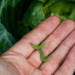 Bahçenizi Tahrip Eden Beyaz Lahana Solucanları Bulunursa Ne Yapmalısınız?