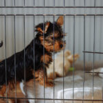 Şık, Çok Amaçlı Bir Çözümle Köpek Sandığının Göz Rahatsızına Elveda Deyin