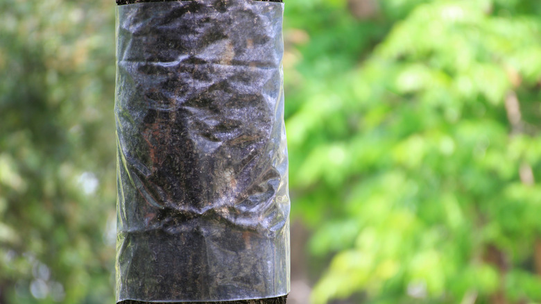 Bir ağacın gövdesini saran ince bir plastik tabaka