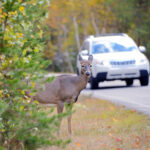 Bahçenizde Yolda Ölen Bir Ölüm Bulursanız Ne Yapmalısınız?