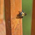 Kulübenizde Marangoz Arılar Bulursanız Ne Yapmalısınız?