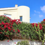 Mahremiyet Yaratan ve Bahçenize Akın Kelebekler Gönderen Çiçekli Çalı