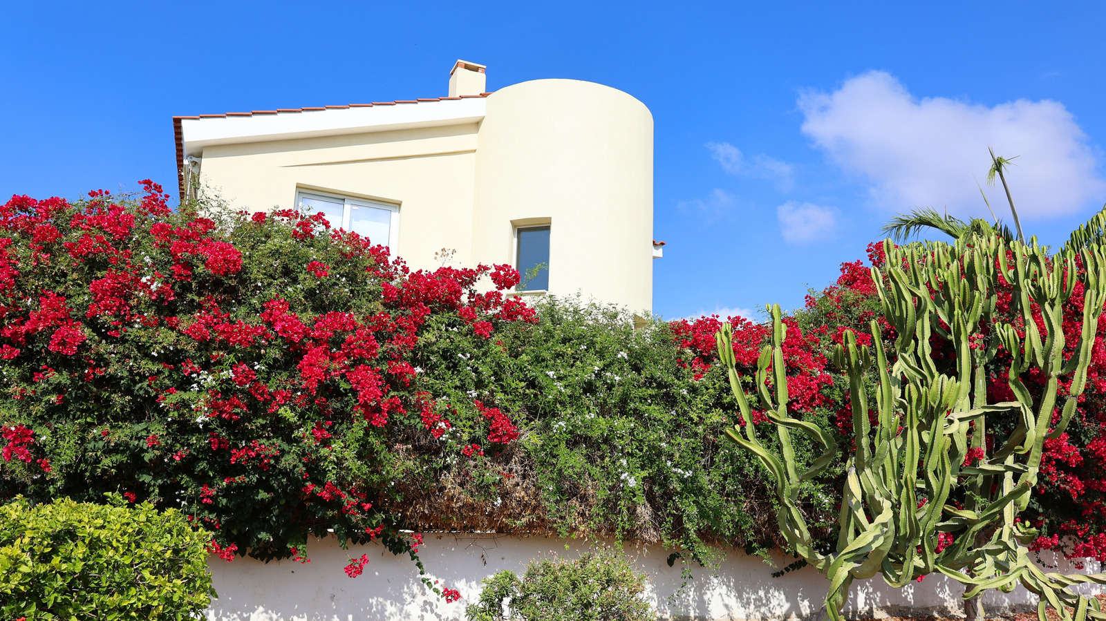Mahremiyet Yaratan ve Bahçenize Akın Kelebekler Gönderen Çiçekli Çalı