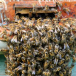 Duvarlarınızda Arı Yuvası Bulursanız Ne Yapmalısınız?