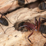 Güvertenizde veya Verandanızda Marangoz Karıncaları Bulursanız Ne Yapmalısınız?
