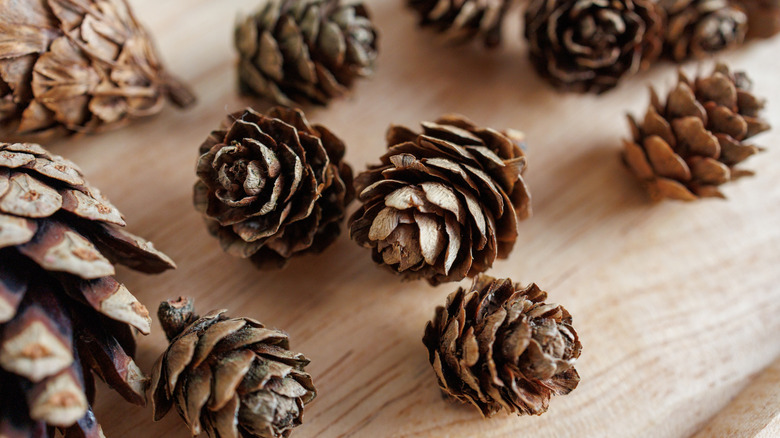 Tohum pullarını açmaya başlayan çam kozalakları