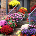 Güzel Sundurma Çiçekleri İçin Bu Tozlayıcı Çiçeği Nisan Ayında Saksılara Ekin