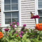 Bir Şeyi Ortadan Kaldırarak Tozlayıcıları Bahçenize Getirin