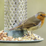 Aldi'nin İlginç Alternatifi İçin Geleneksel Kuş Besleyicisinden Kurtulun