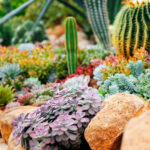 Kelebeklerin Akın Olacağı Güzel Bir Zemin Örtüsü İçin Bu Etli Bitkiyi Ekin