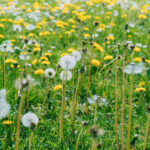 Bahçenizdeki Karahindibaları En Şirin Garland'a Dönüştürün