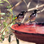 Kuş Banyonuzu Temiz Tutmanıza Yardımcı Olacak 10 Doların Altındaki Amazon Bulucu
