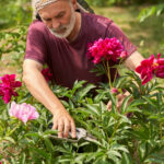 Zararlıları Uzak Tutmak İçin Kesilmiş Şakayıkları İçeri Getirmeden Önce Yapılması Gereken Önemli Adım