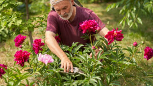 Zararlıları Uzak Tutmak İçin Kesilmiş Şakayıkları İçeri Getirmeden Önce Yapılması Gereken Önemli Adım