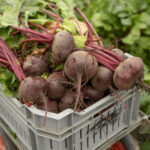 Büyük, Besleyici Bir Hasat İçin Saksılarda Pancar Nasıl Yetiştirilir?