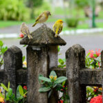 Donuk Arka Bahçenizi Kuşlar İçin Bir Cennete Dönüştürmek İçin Eski Bir Soda Şişesini Yeniden Kullanın