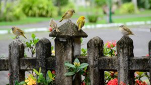 Donuk Arka Bahçenizi Kuşlar İçin Bir Cennete Dönüştürmek İçin Eski Bir Soda Şişesini Yeniden Kullanın