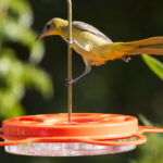 Amazon'da 20 Dolara Bulabileceğiniz Benzersiz Sarıasma Çekici Kuş Besleyici