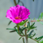 Portulaca'nın Tüm Yaz Boyunca Gösterişli Çiçekler Açmasını Nasıl Teşvik Edebiliriz?