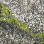 Kullanışlı Bir Amazon Aracıyla Garaj Yolu Çatlakları Arasındaki Yosunları Temizleyin