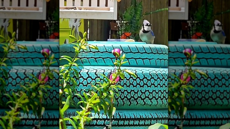 Sırt deseni, eski lastiklerden yapılmış büyüleyici kuş banyosuna görsel ilgi katıyor.