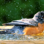 Sıradışı Eşyaları Bahçenizi Hareketlendirecek Gösterişli Bir Kuş Banyosuna Dönüştürün