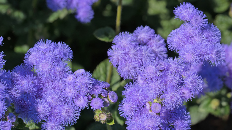 Diş ipi çiçeği (Ageratum) çiçek açmış.