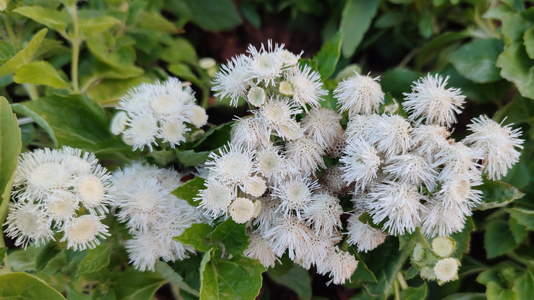 Beyaz ageratum çiçek açıyor.