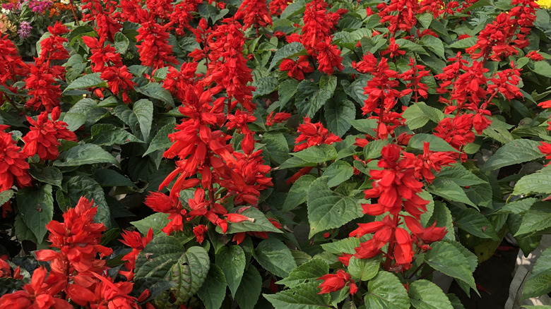 Parlak kırmızı çiçek açan Salvia bitkileri