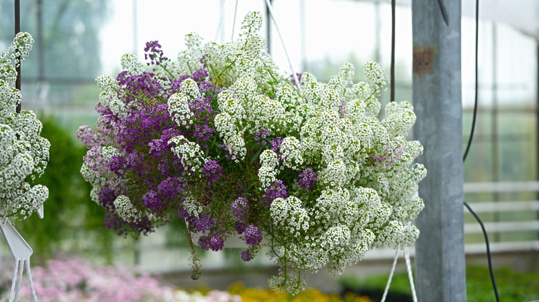 Asılı bir sepetin kenarından taşan mor ve beyaz çiçekli tatlı alyssum.