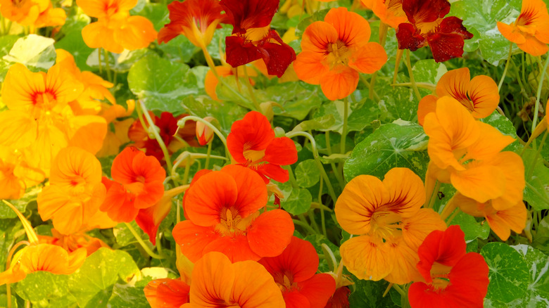 Bir kapta renkli nasturtium çiçekleri.