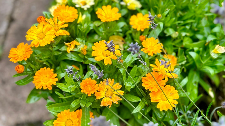 Bir kapta turuncu ve sarı calendula.
