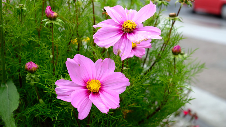 İki pembe çiçek ve birkaç açılmamış tomurcuk içeren bir tencerede Cosmos.