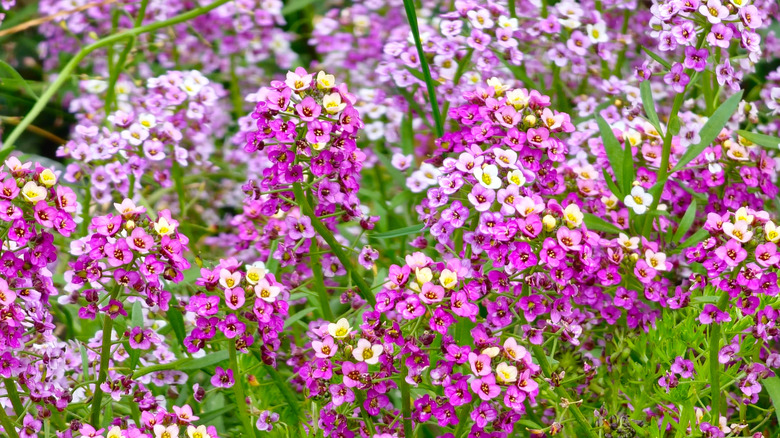 Mor ve sarı tonlarında tonlarca çiçek içeren tatlı alyssum.