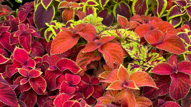 Coleus bitkilerinin parlak renkli kırmızı, turuncu ve yeşil yaprakları.