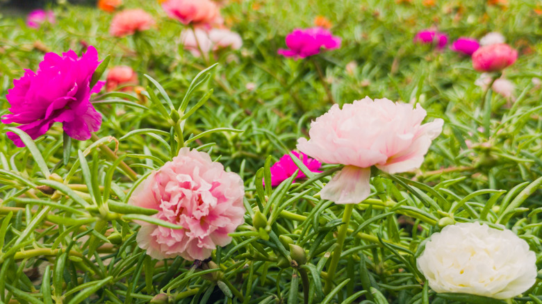 Bahçede çeşitli pembe tonlarda Portulaca çiçekleri.