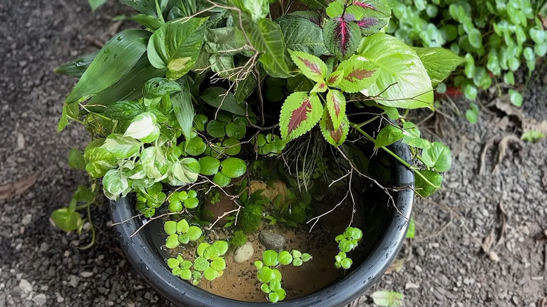 Eski bir fidanlık saksısında kurulu bir mini gölet.